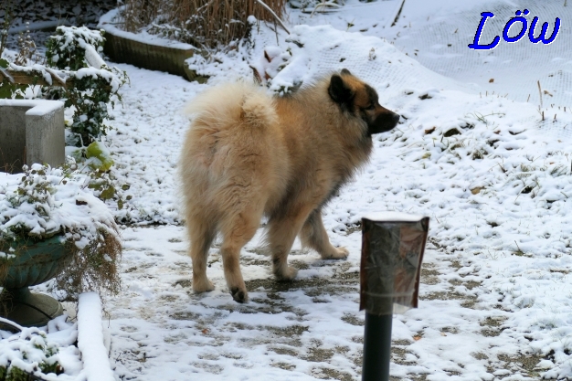 11.12.2022 - Dwix feiert seinen 8. Geburtstag im Schnee 